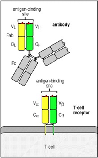 Autoimmune Hepatitis, Research Paper Example