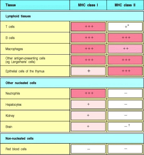 Autoimmune Hepatitis, Research Paper Example