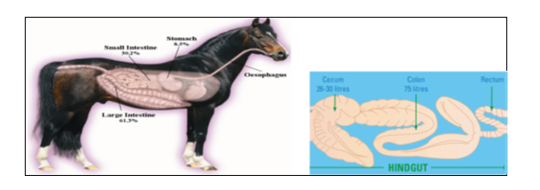 Figure 1. Anatomy of the digestive system of horse with extended details of the large intestine (Source: Luhr, n.d., p. 2, 4).