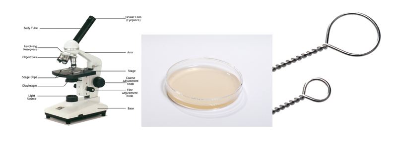 compound light microscope, agar plate, platinum loop