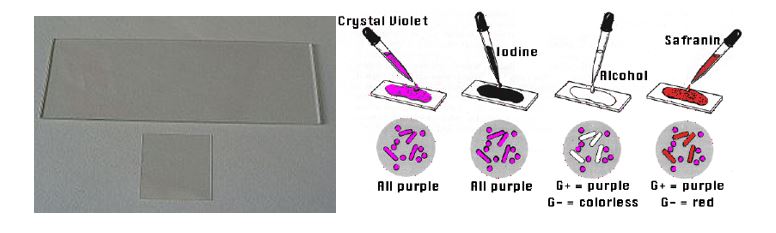 microscope slide, crystal violet, iodine, alcohol, and safranin dye.