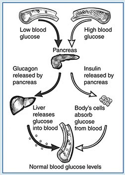 Insulin and glucagon help regulate blood glucose levels