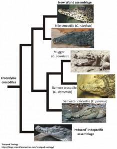 illustrations of the fossils of the crocodile studied many years ago.