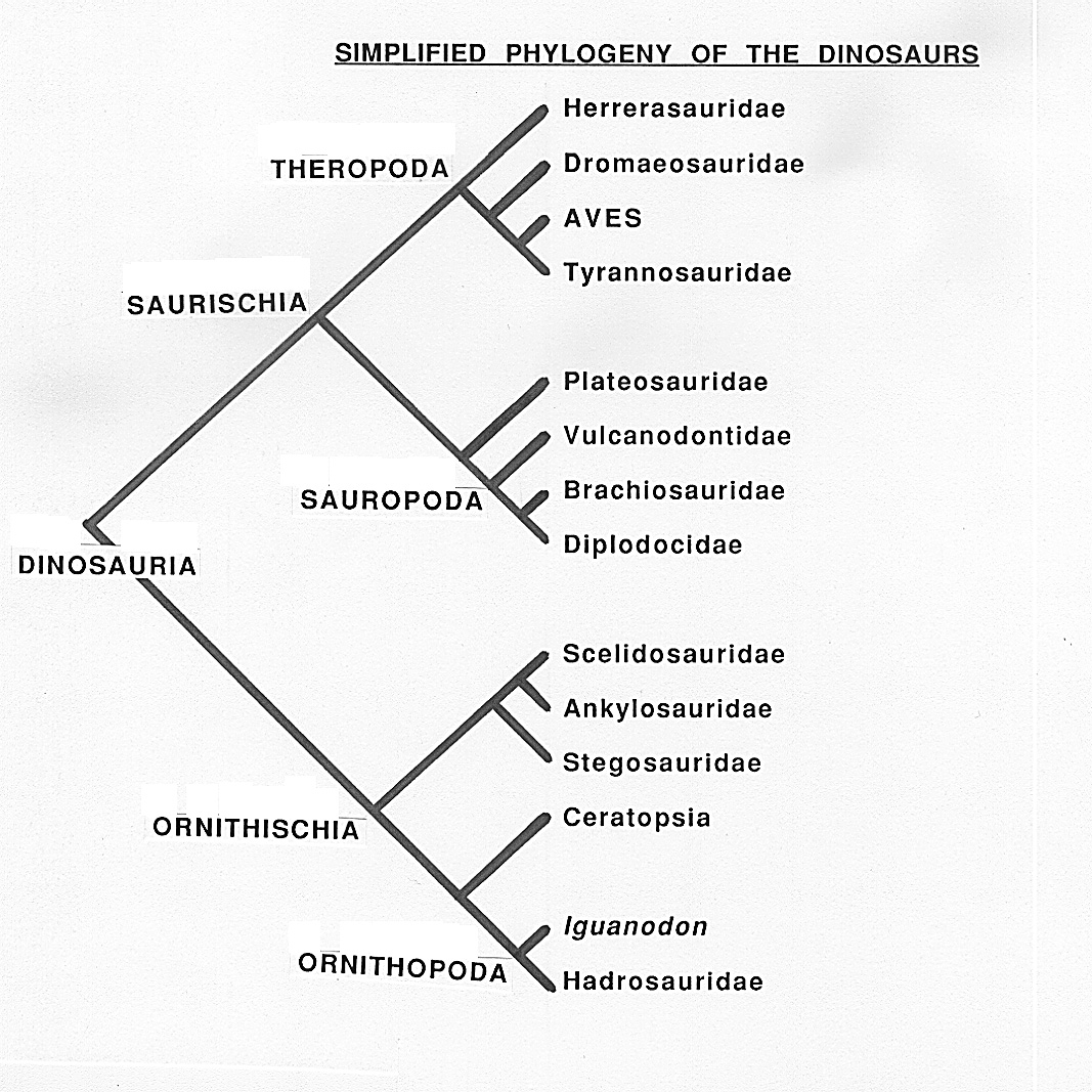 simplified phylogeny of the dinosaurs