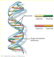 Example DNA Double Helix structure