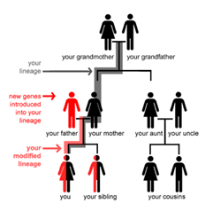 Concept of Descent With Modifications, Essay Example