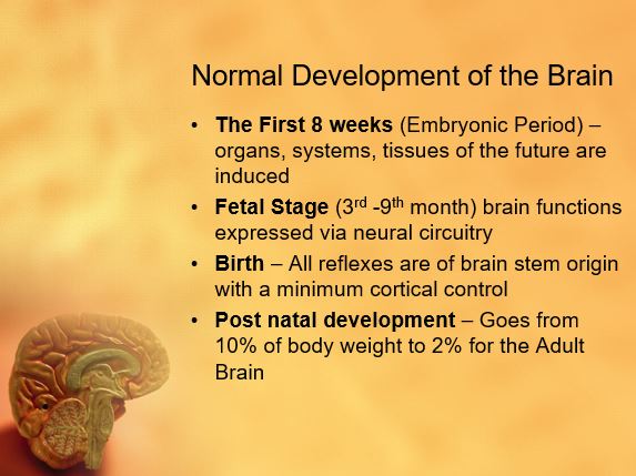 Normal Development of the Brain
