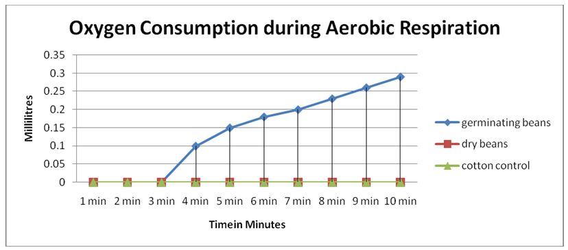 Oxygen Consumption during Aerobic Respiration
