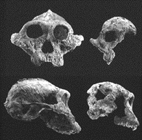 Paranthropus boisei bone fragments
