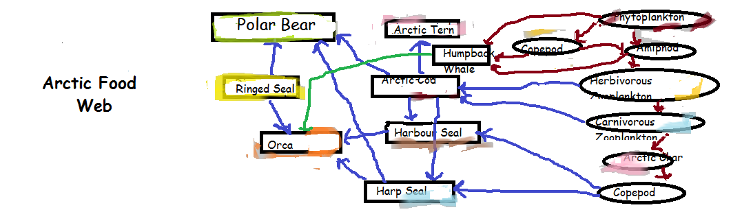 The Arctic Food Web