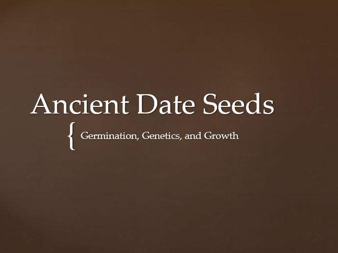 Ancient Date Seeds