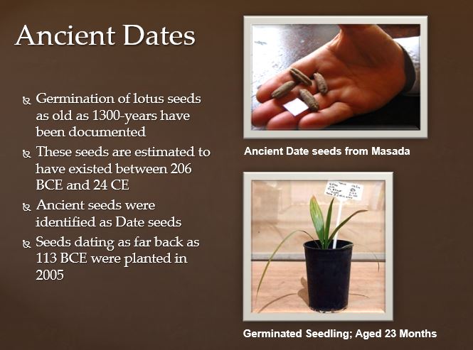 Ancient Dates