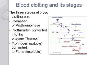Blood clotting mechanism notes picture