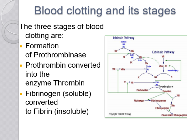 Blood clotting and its stages