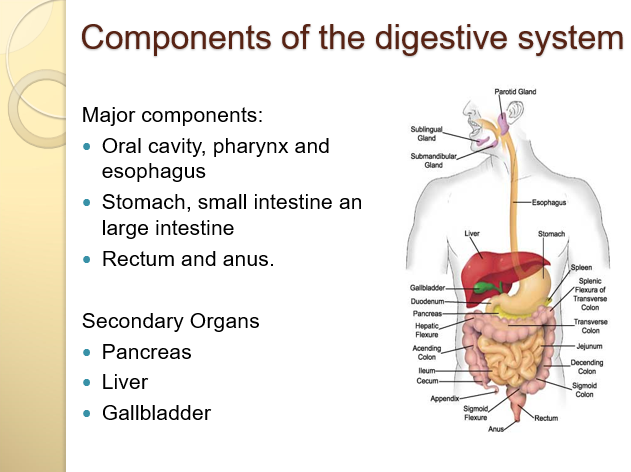 Components of the digestive system