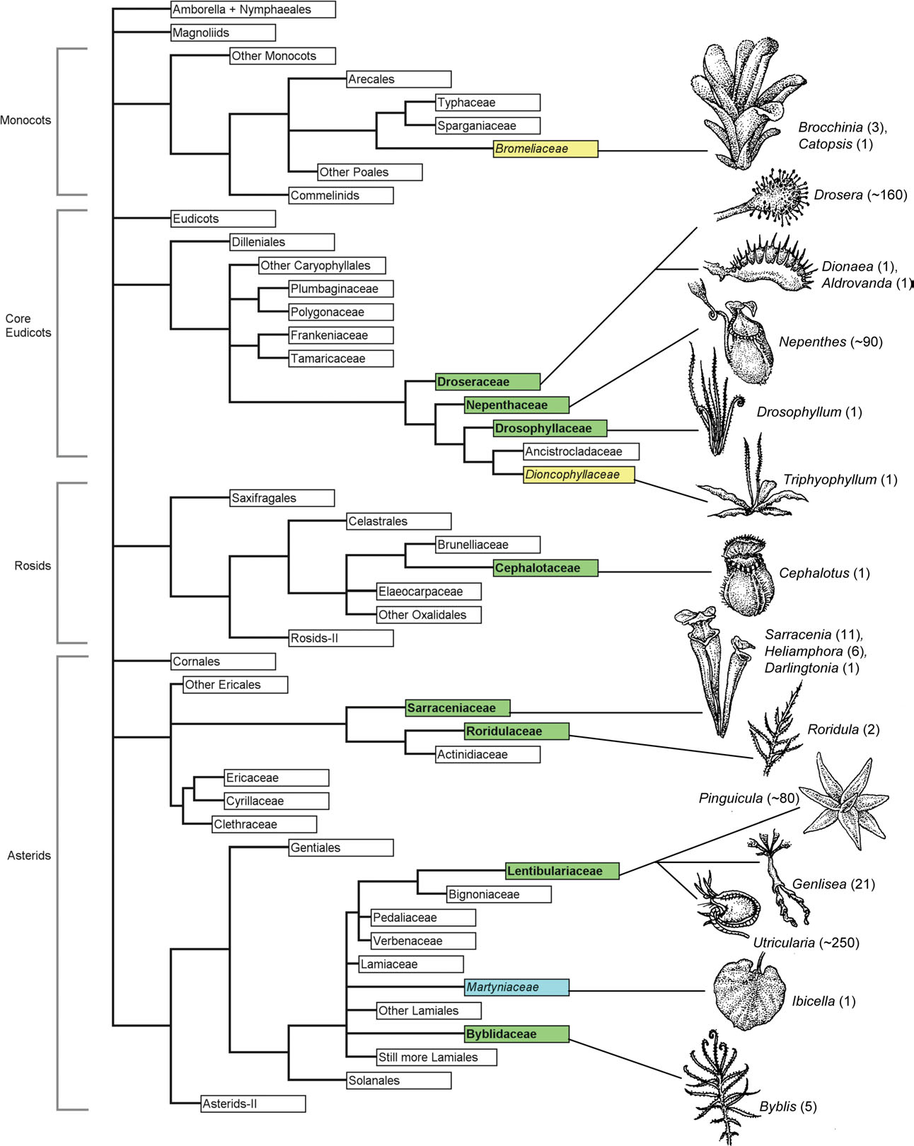 Positions of carnivorous plant families
