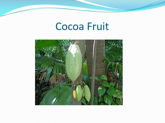 Cocoa Fruit