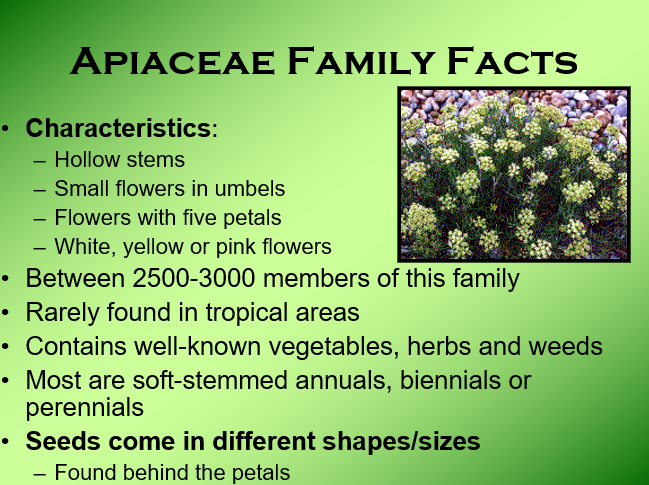 Apiaceae Family Facts