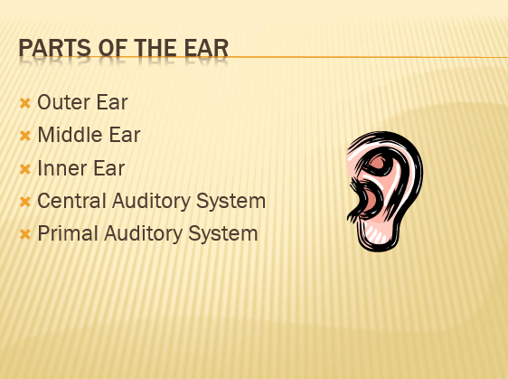 PARTS OF THE EAR