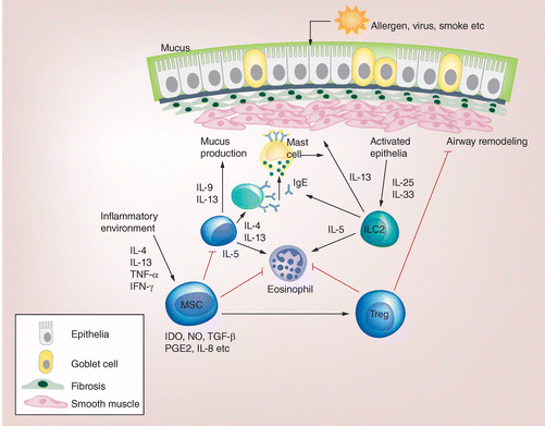 MSC’s the immunomodulatory action