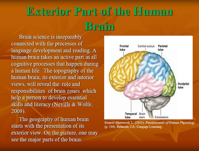 Exterior Part of the Human Brain