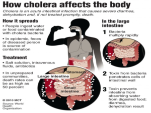 Cholera Disease, Power Point Presentation Example | Essays.io